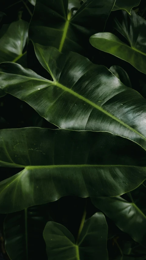 a large green plant with very big leaves