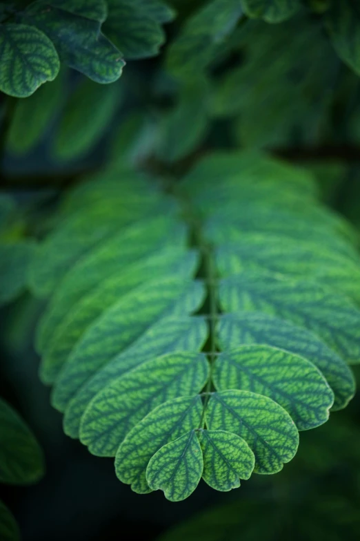 a green leaf with some thin leaves on it