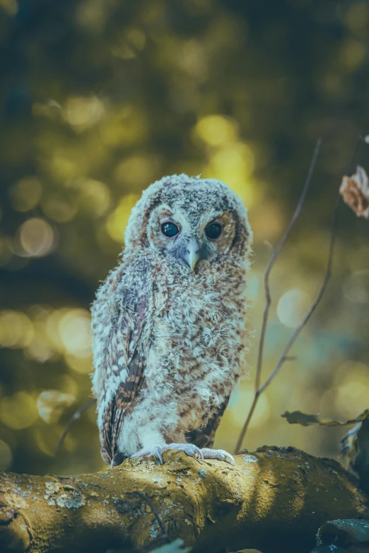 an owl on a nch in the sun