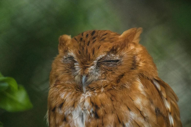 an image of a brown owl looking in the same direction