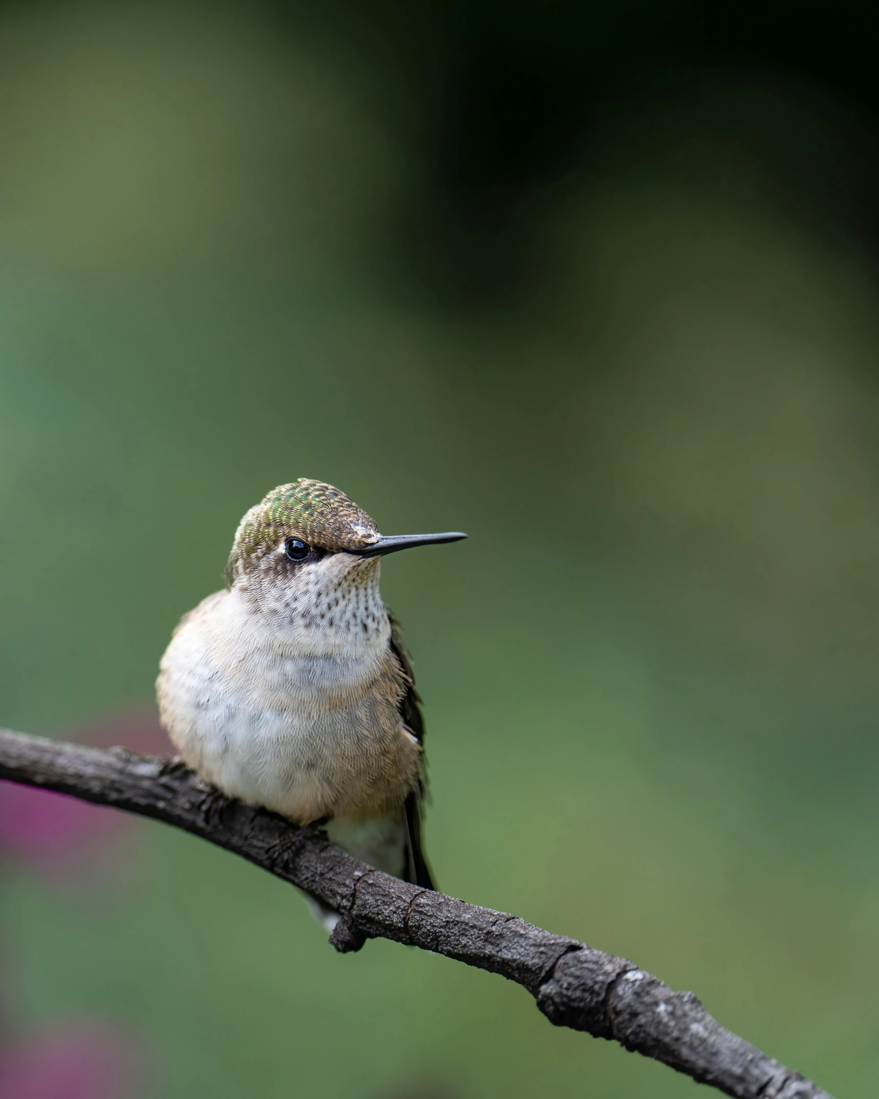 a small bird perched on top of a tree nch