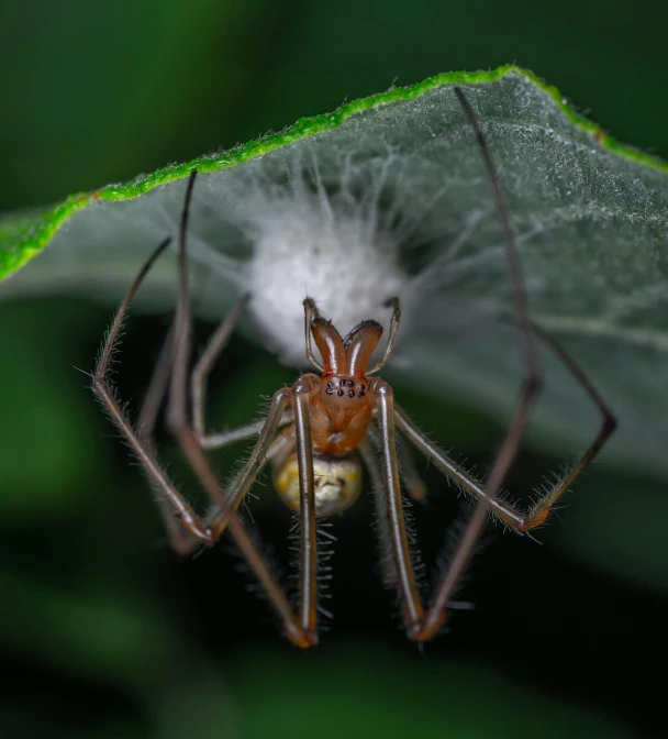 a large spider with very long legs is on a leaf