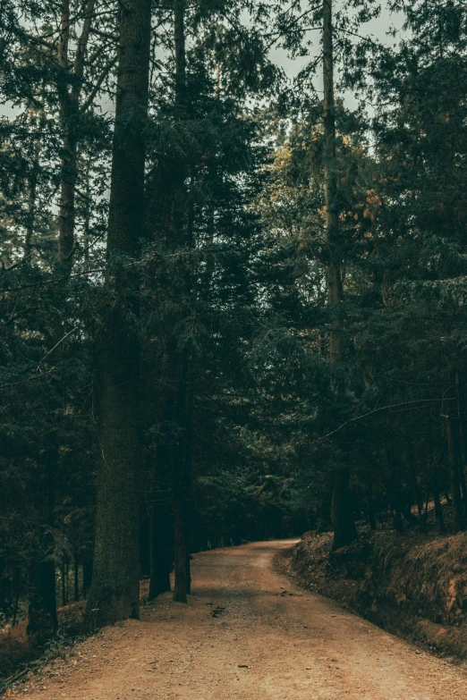 the road in the middle of the woods has been very narrow