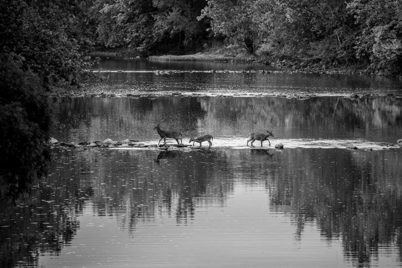 two deer running in a pond full of water