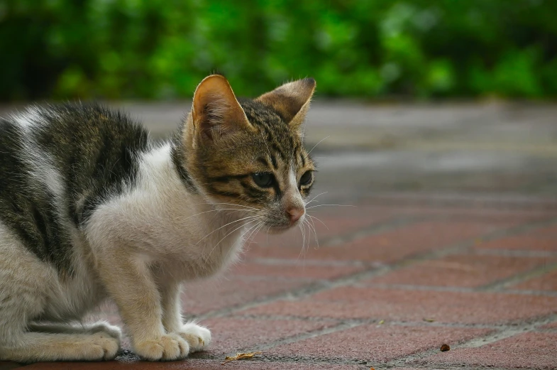 a cat standing on a brick path looking into the distance