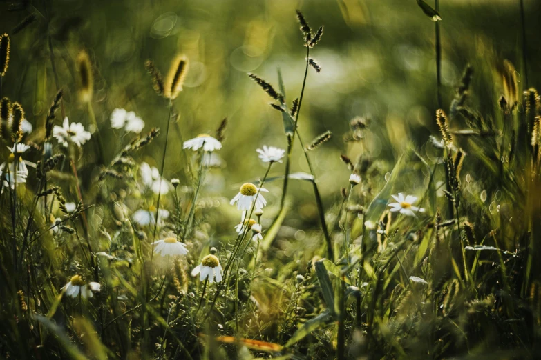 a field full of wild flowers sitting on top of a green field