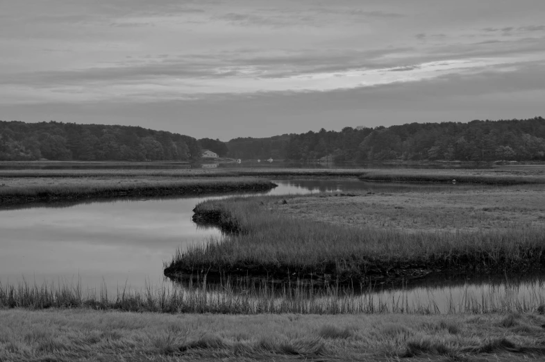 there is a lone animal by the riverbank