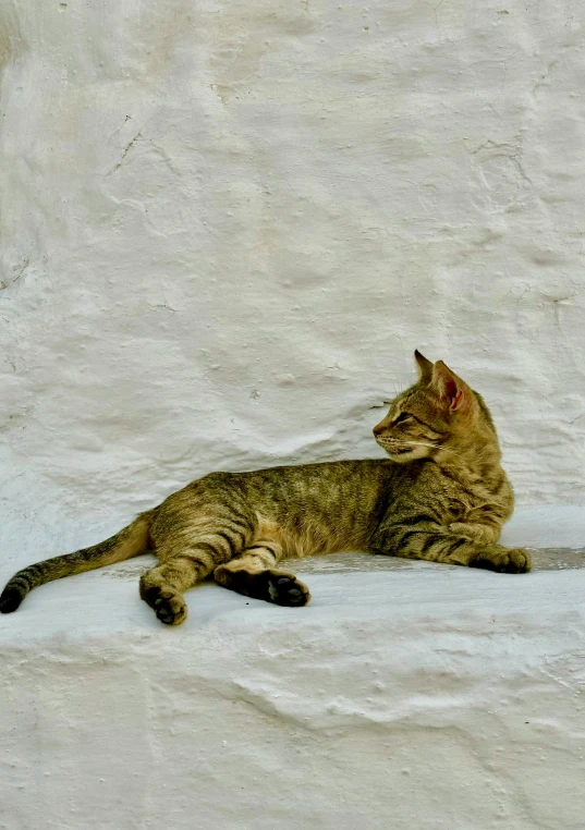 a cat that is sitting in the snow