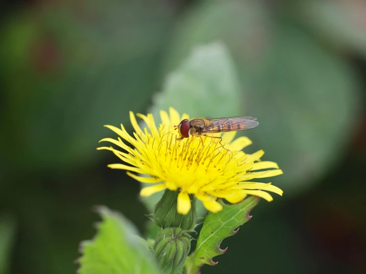 a fly is sitting on a flower blooming