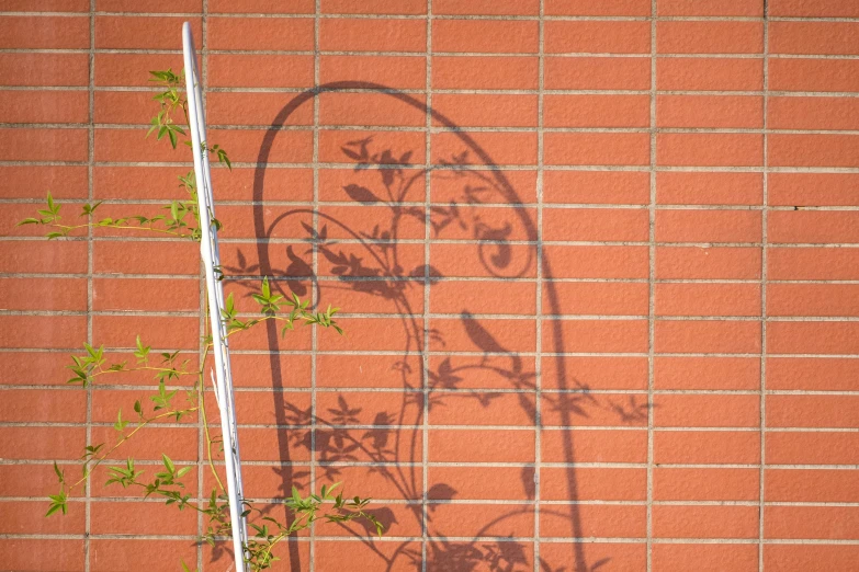 a shadow is cast on a brick wall with leaves