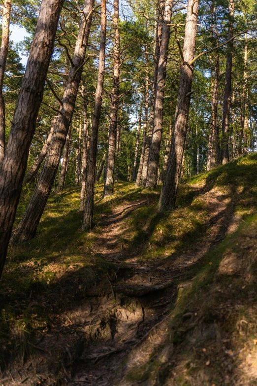 several trees in the woods behind a dirt trail