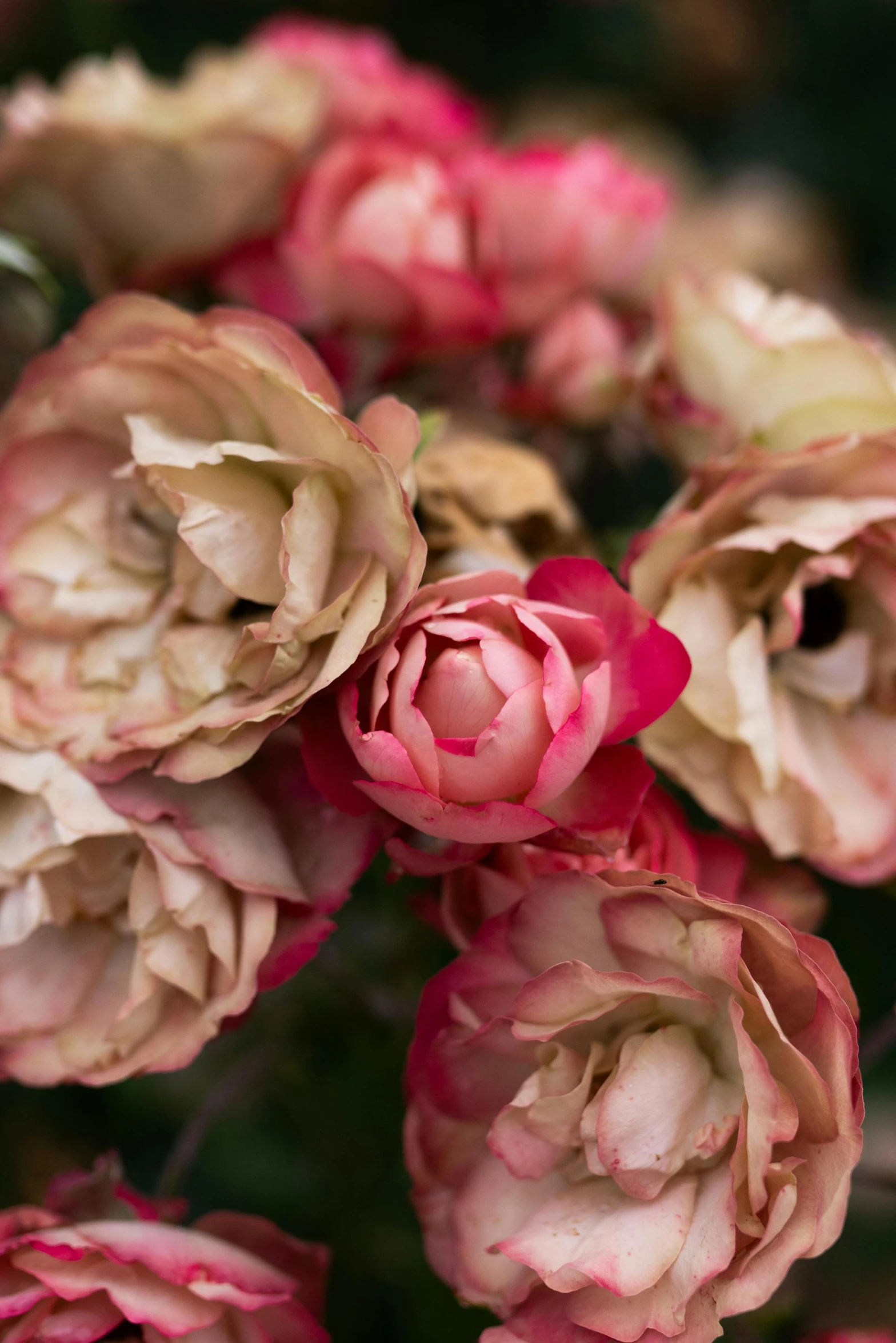 a close up of pink and white flowers