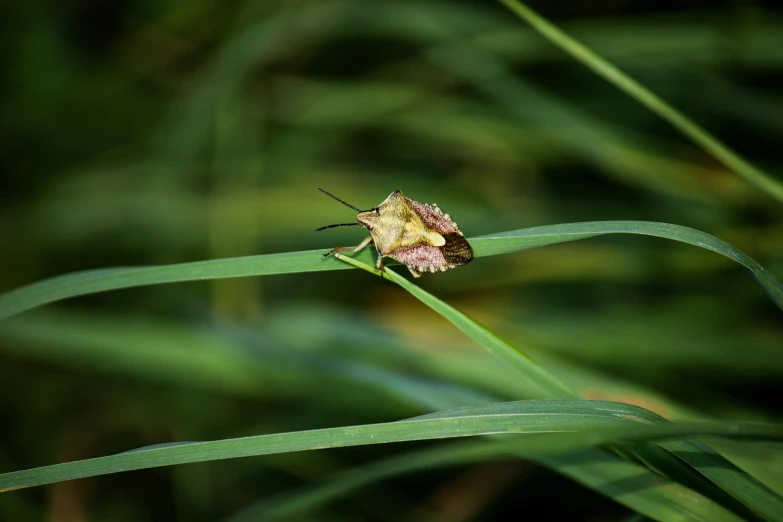 a bug that is sitting on a blade of grass