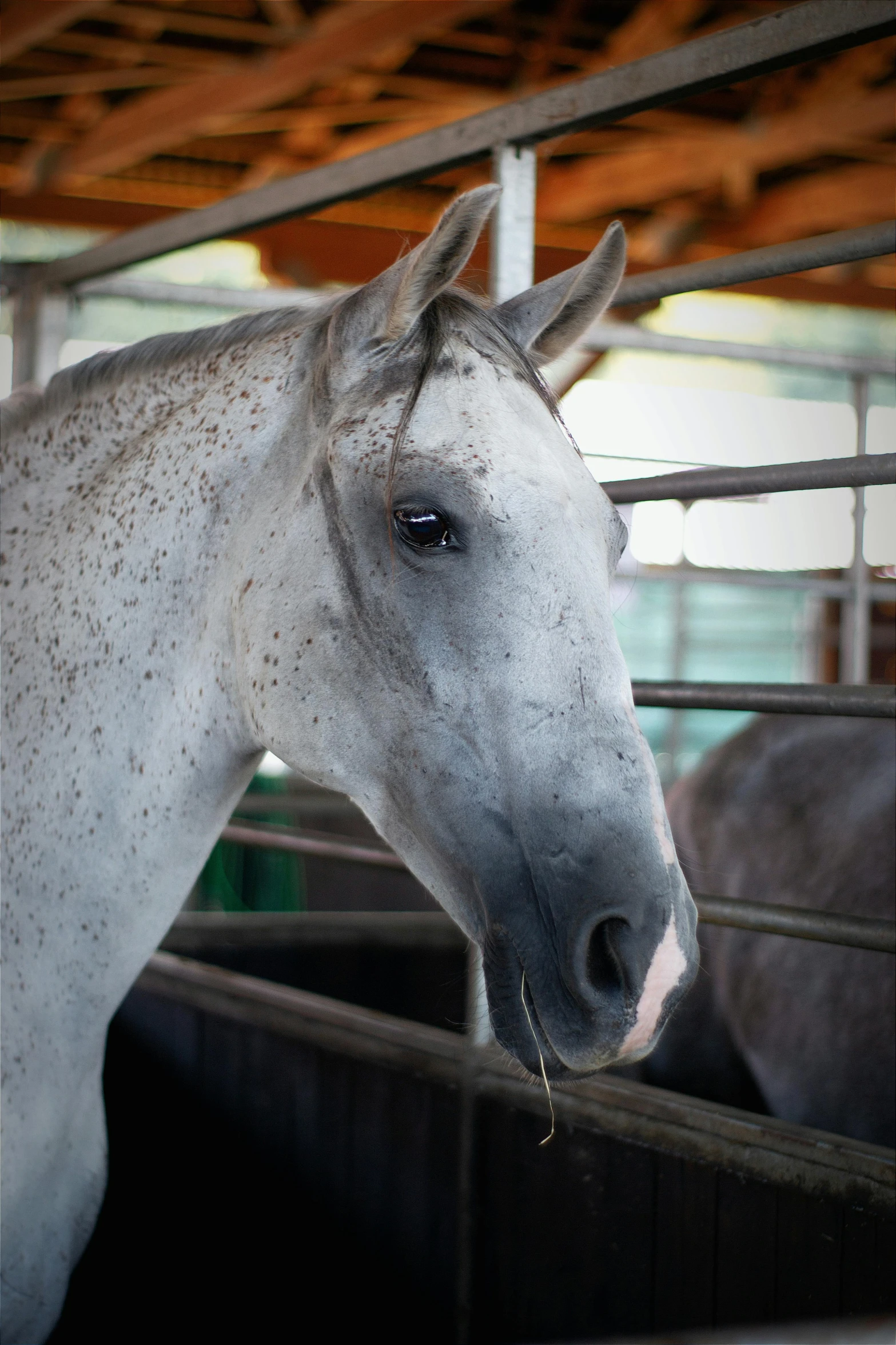 a white horse with black speckles stands next to other horses