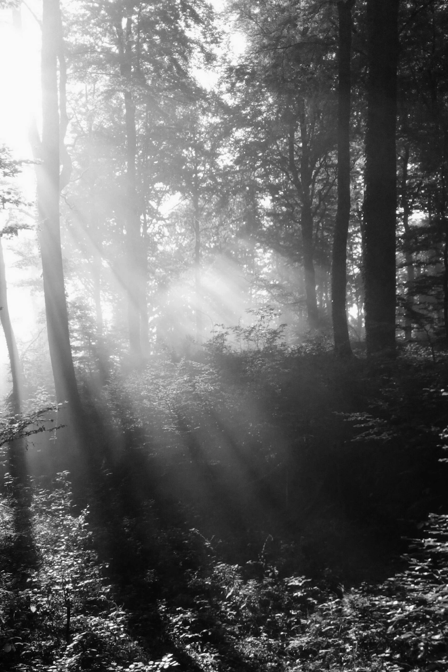 a sunbeam in the middle of some woods