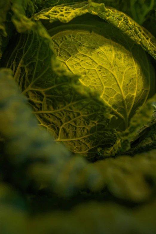 close up image of a cabbage plant