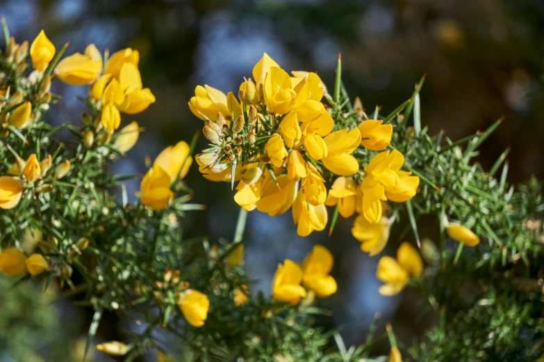 yellow flowers hang on the nch of a tree