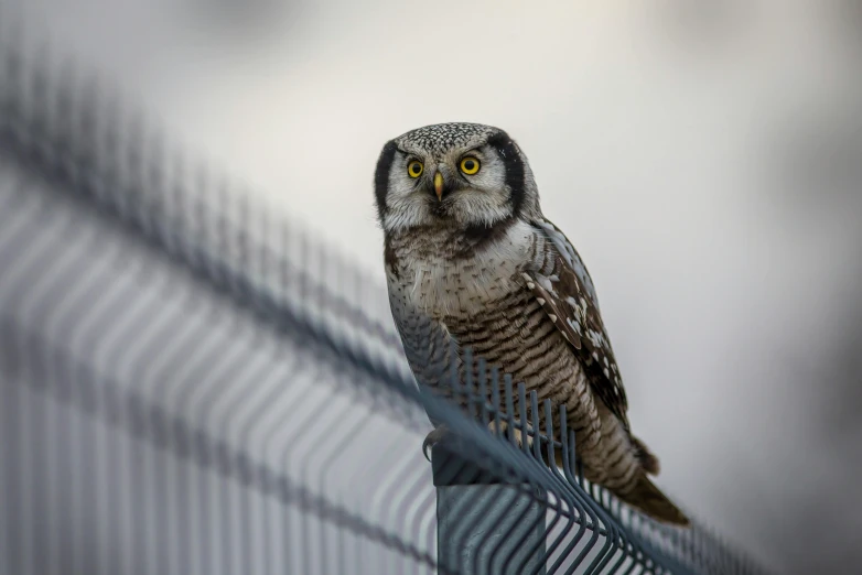 an owl perched on top of a fence