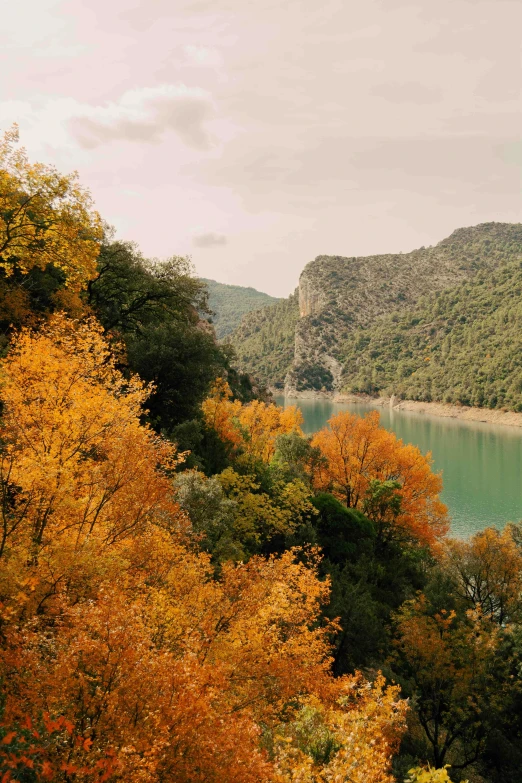 the trees are turning brown and green and their foliage changing colors