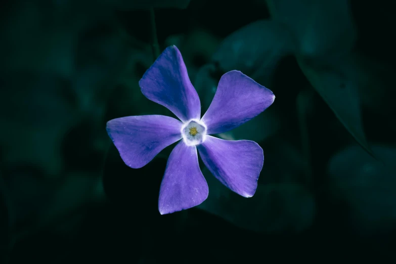 the small blue flower is growing from the leaves