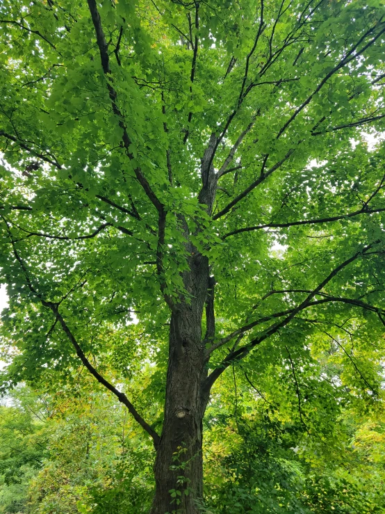 a tree stands tall in the middle of the woods