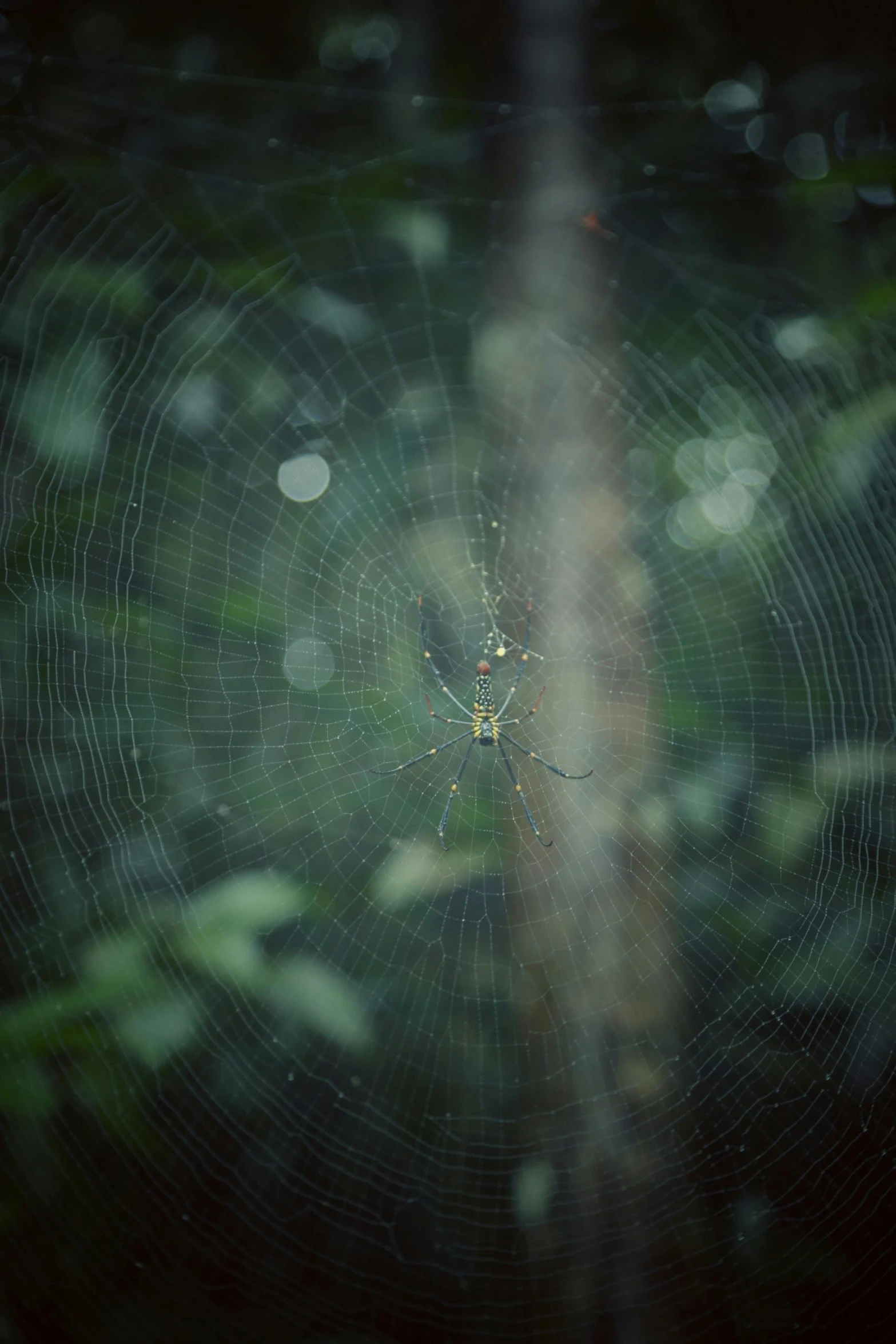 a close up of a spider web with a forest in the background