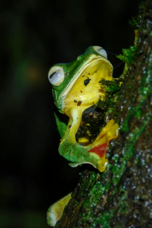 a small yellow frog hanging from a tree nch