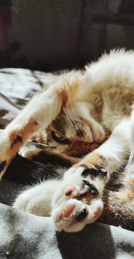 an orange and white cat sleeping on its back