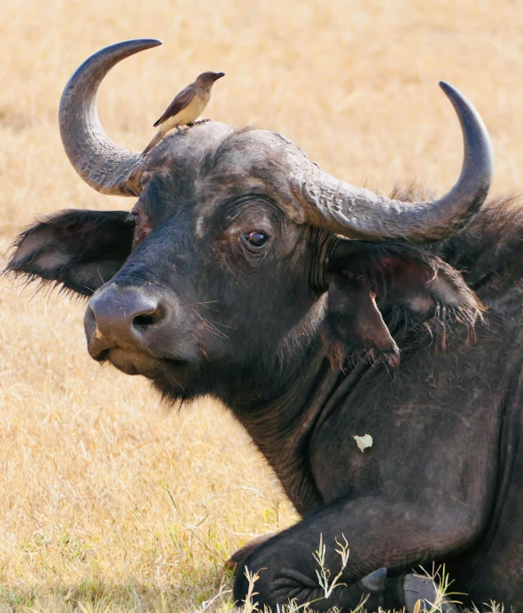 a steer is laying on the ground with its head turned and horns in place
