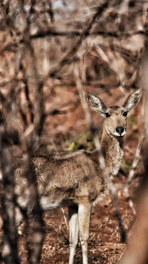 a deer looking at the camera through some trees