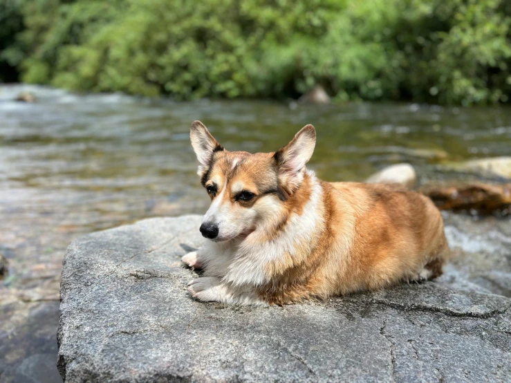 a dog is sitting on top of a rock