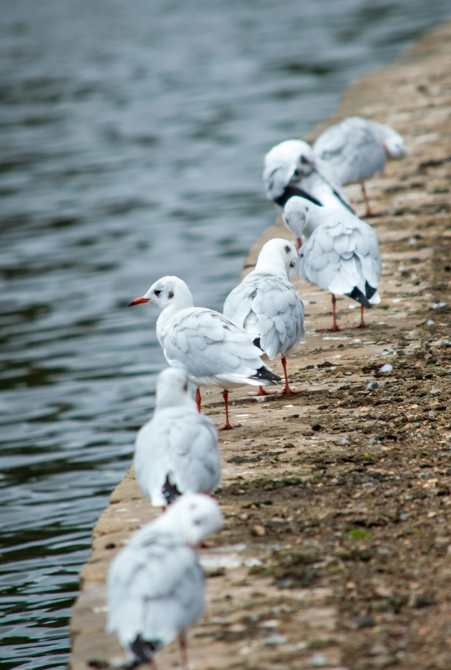 the shore line has birds by it, and some of them are on the edge