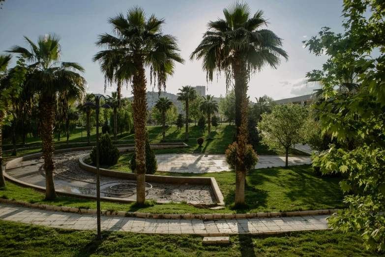 palm trees with walkway in the middle of a park