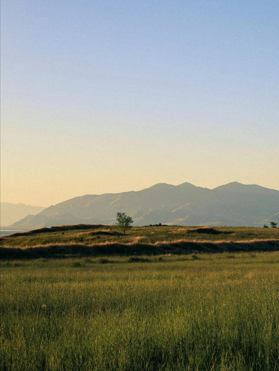 three zes graze in the middle of an open field