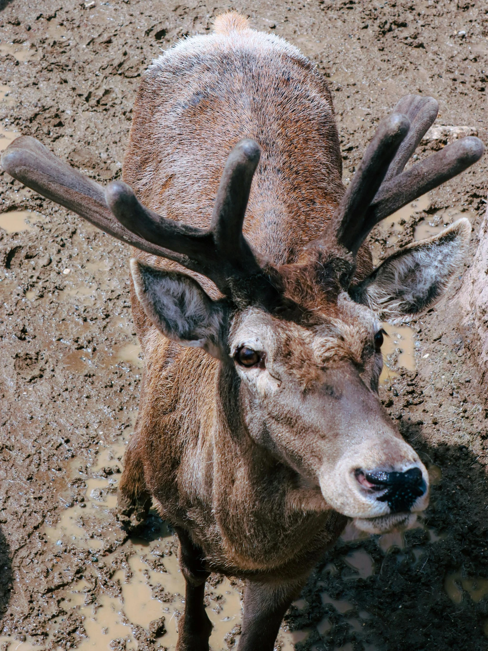 a large mule looking back with the horns out