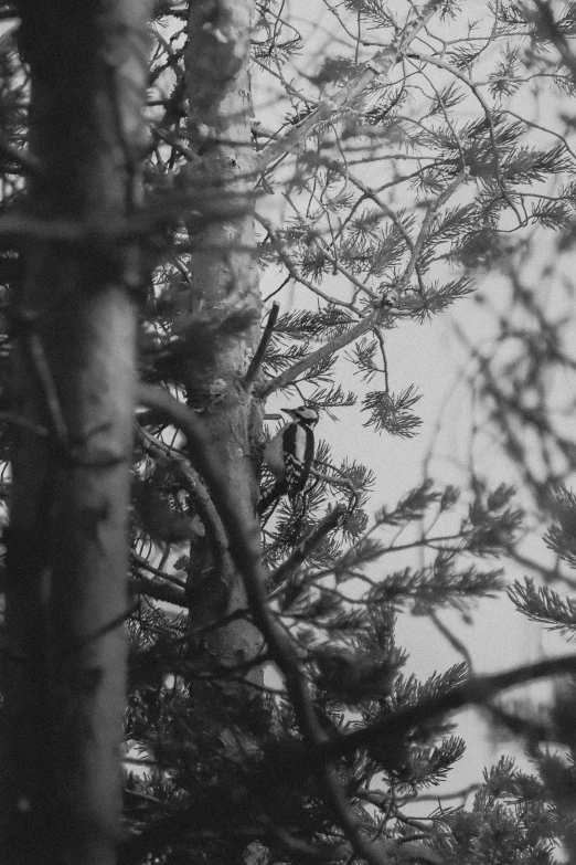 a bird perched on a nch of a pine tree