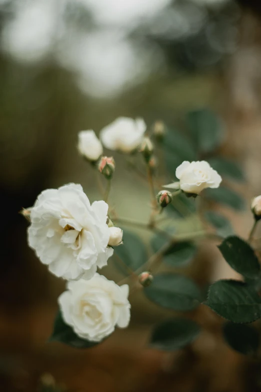 a single rose that is sitting on some plants