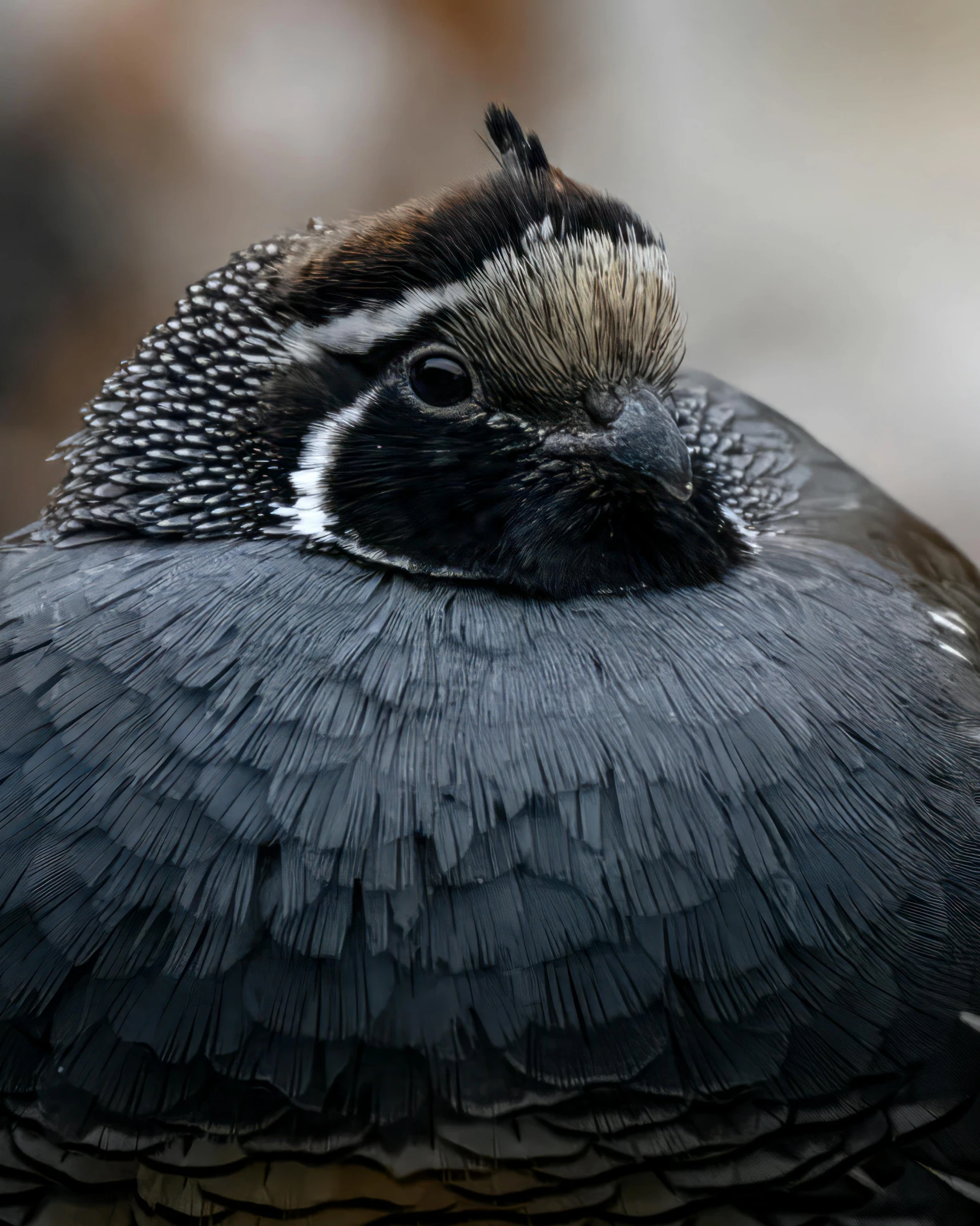 a close up of a bird with brown and black feathers