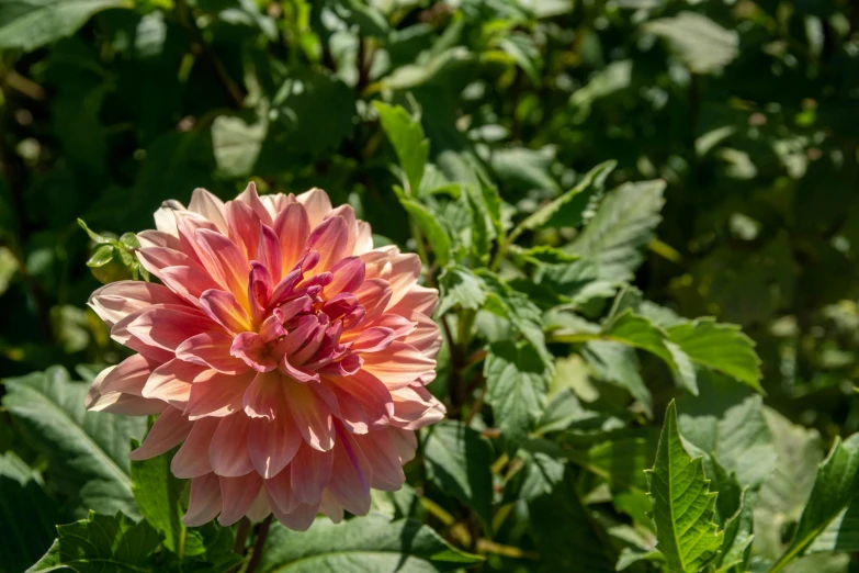 a pink flower is sitting in a group of leaves