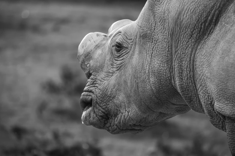 an elephant has a short tusk as it looks over its shoulder