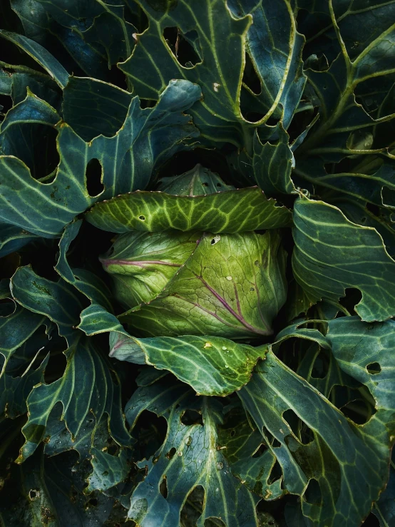 a green cabbager surrounded by leaves with water drops on it