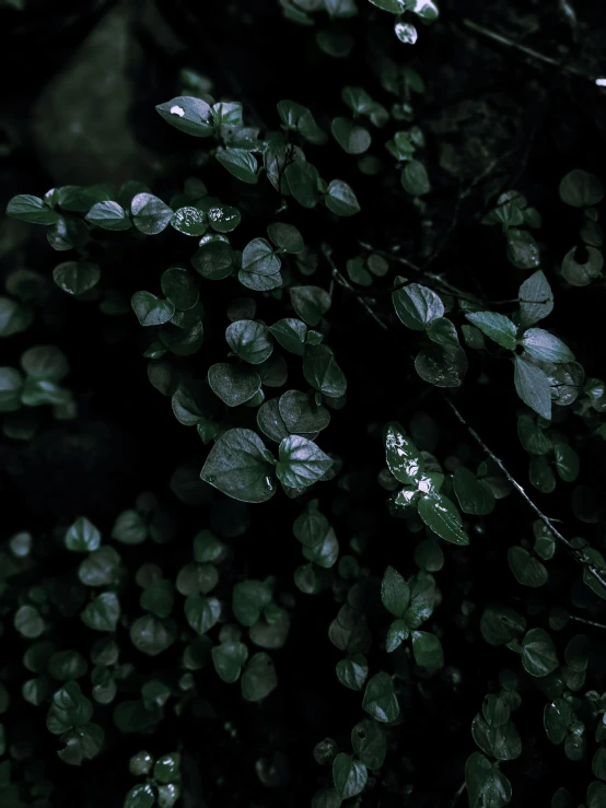 green leaves with white spots on them are seen in the evening