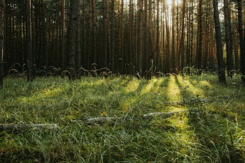 the sun shines through a group of trees