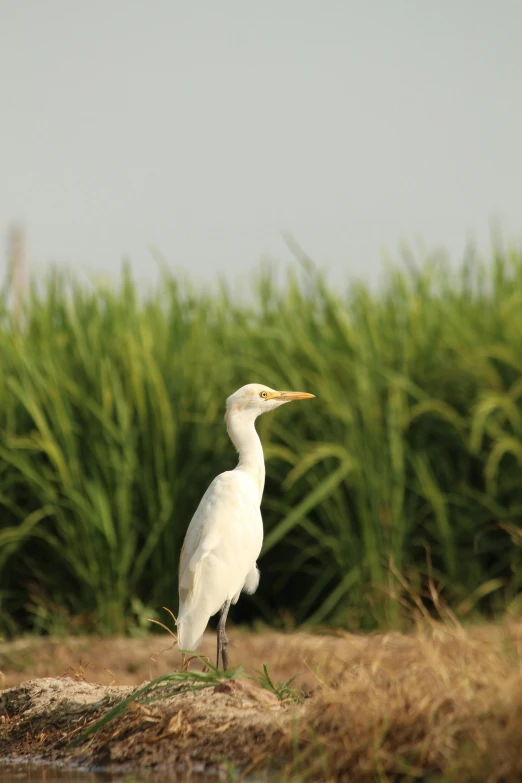 a white bird standing on top of a river near a field