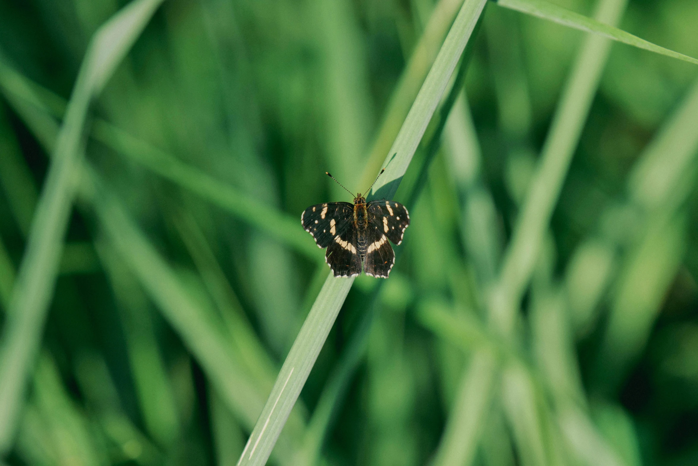 an insect that is sitting on some grass