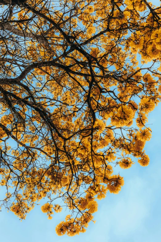 yellow flowers on the nches of a tree with blue sky in background