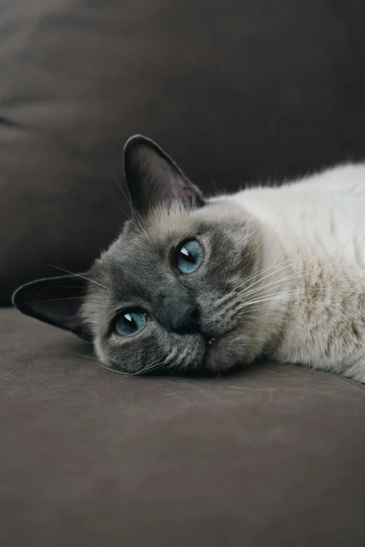 the cat is laying on the couch by itself