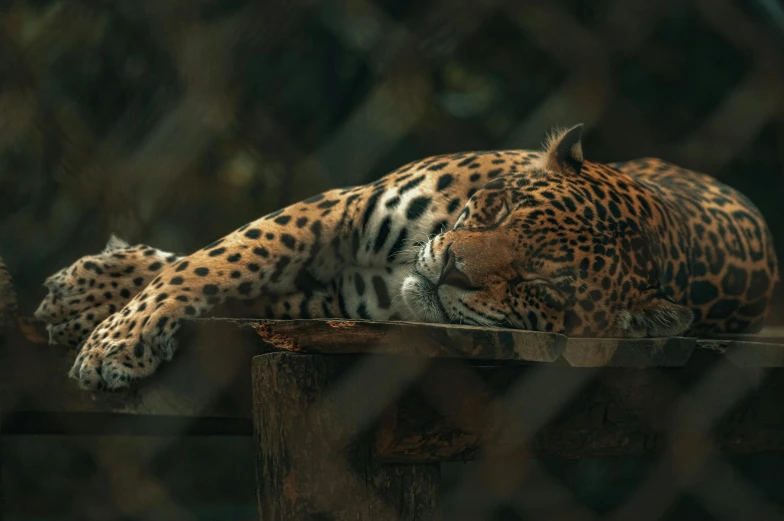 a leopard lying on top of a wooden post