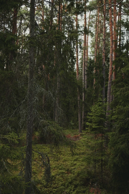 an umbrella in the middle of a forest