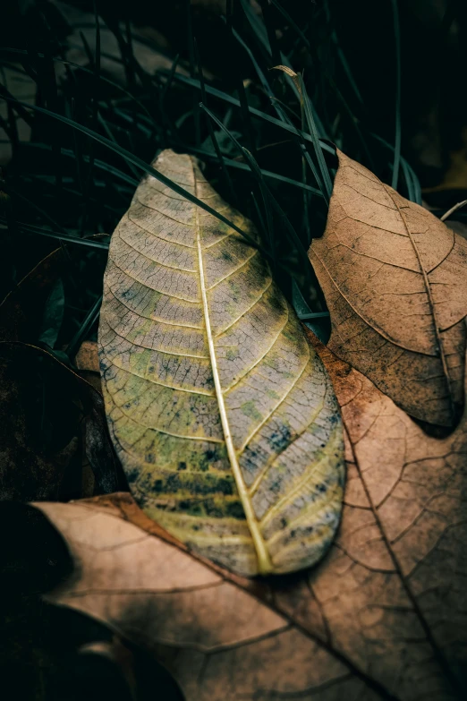 a fallen leaf laying on top of another leaf